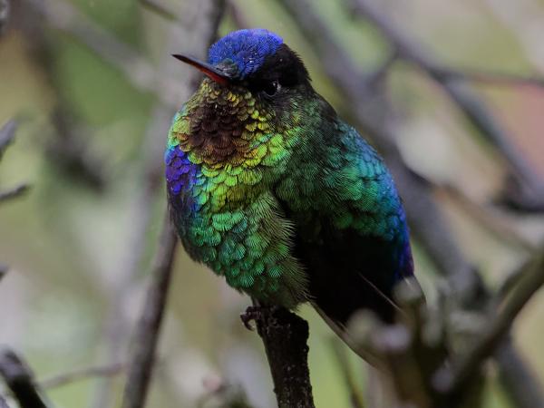<h3><a href="/trips/costa-rica/biota/animalia/chordata/aves/033 apodiformes/004 trochilidae/panterpe insignis/panterpe insignis-nl.html">Panterpe&nbsp;insignis</a> / Fiery‑throated&nbsp;hummingbird / Irazukolibrie</h3>OM-1 met M.40-150mm F2.8 + MC-14, 1/2000 sec  bij F8.0, ISO 16000, afstand 1.645&nbsp;m